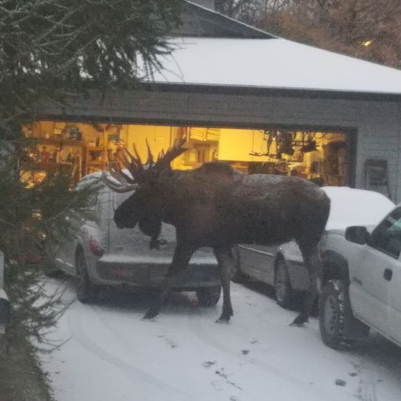 Meet your Posher, Dan - Picture 1 of 1